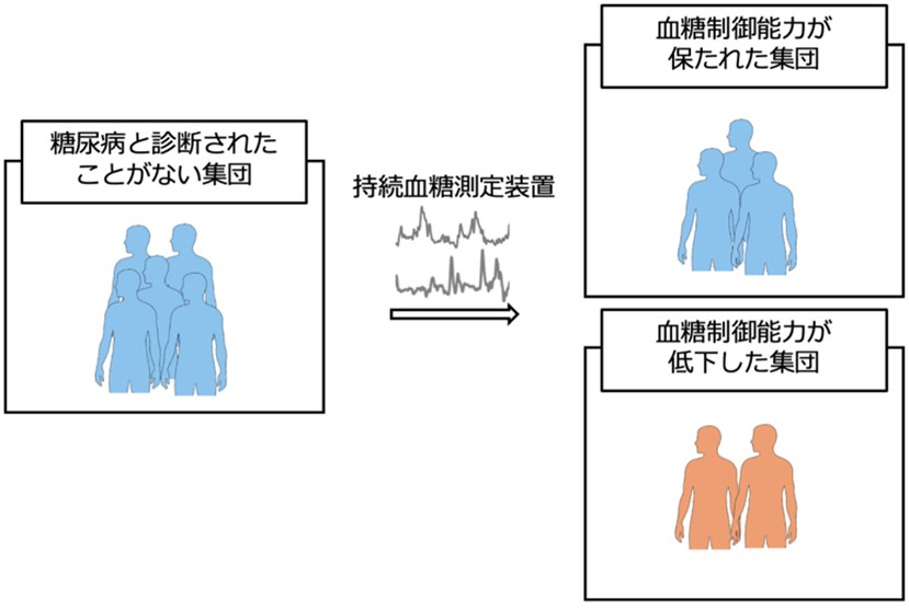 血糖制御能力の低下を簡便かつ早期に同定する手法の開発